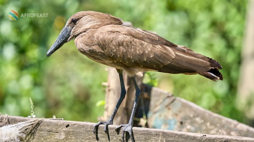 National parks: Uganda