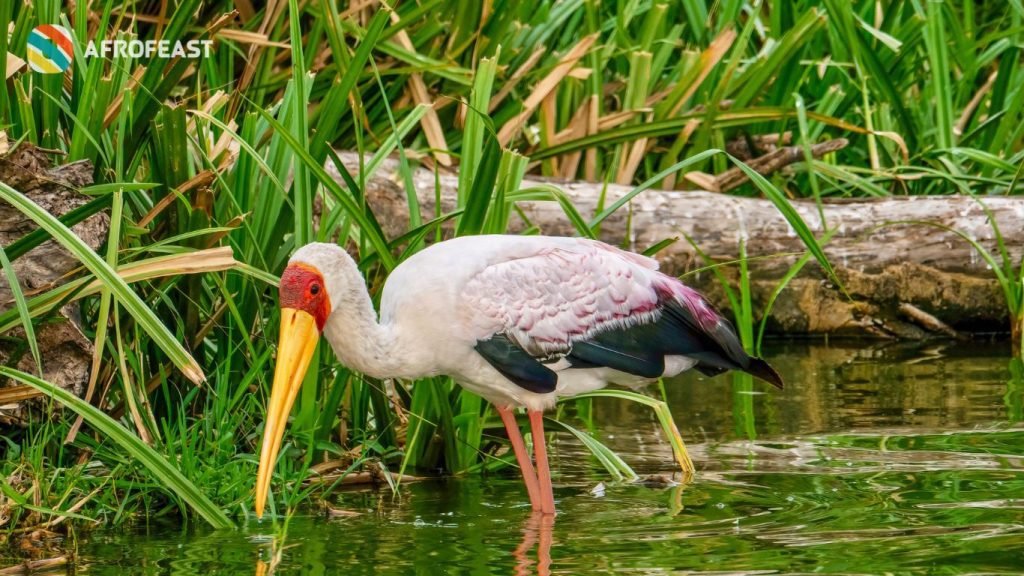 National parks: Uganda