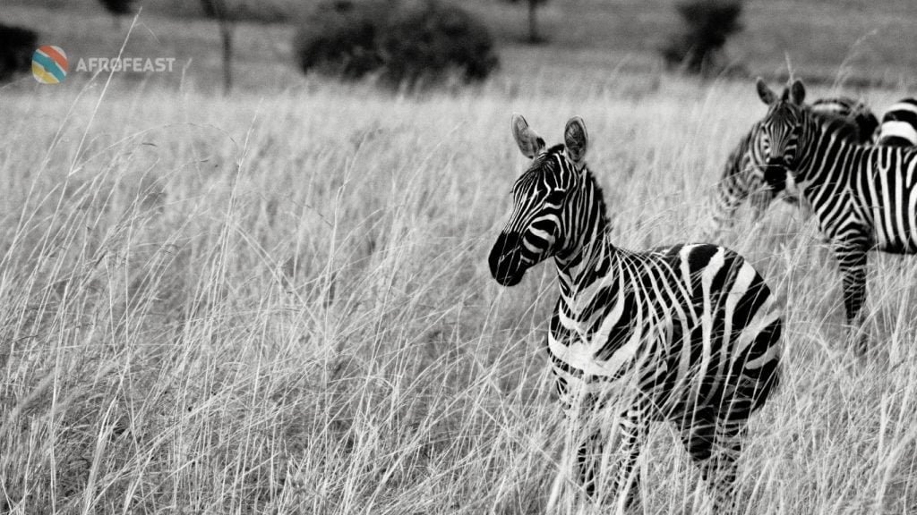 National parks: Uganda