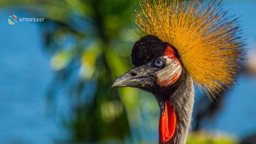 Birds of Uganda