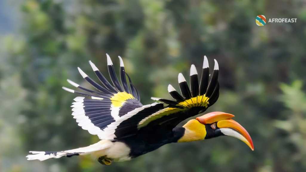 Birds of Uganda