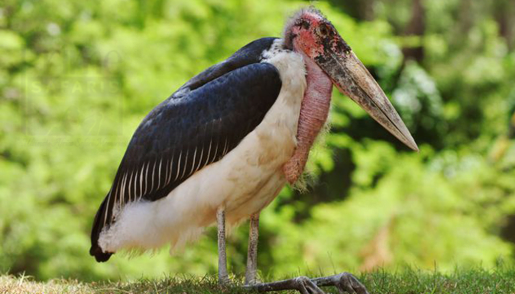 Birds of Uganda