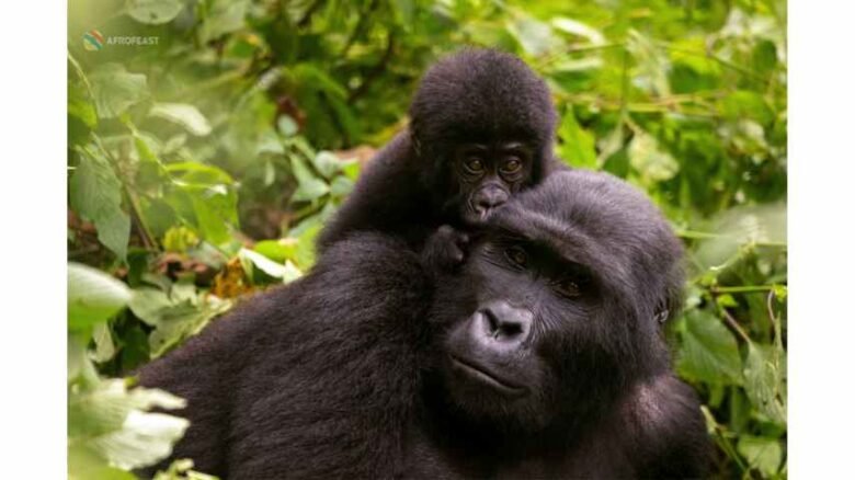 Bwindi Impenetrable National Park