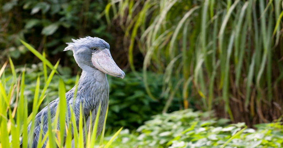 Birds of Uganda