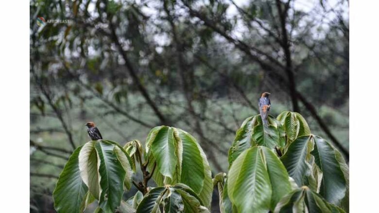 Bwindi Impenetrable National Park