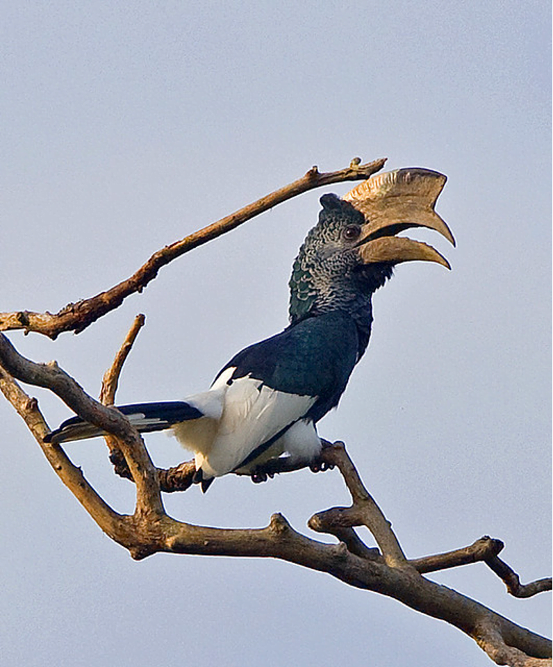 Birds of Uganda