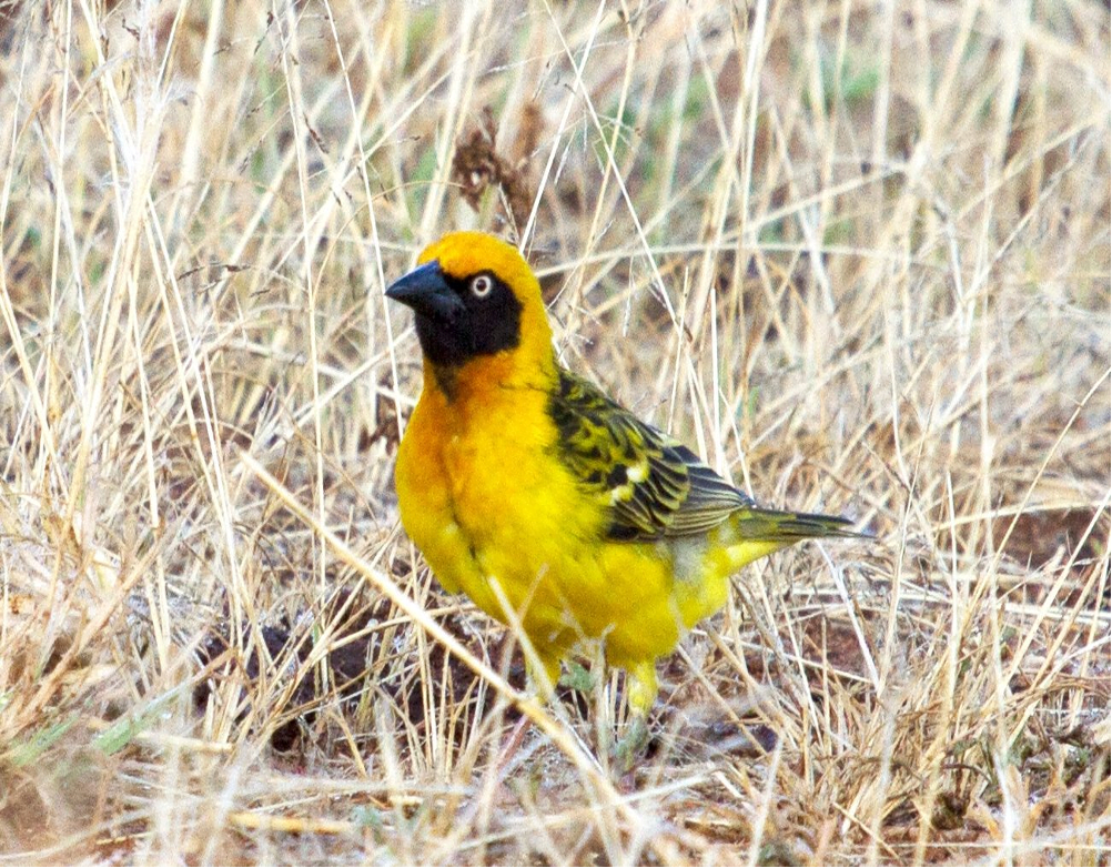 Birds of Uganda