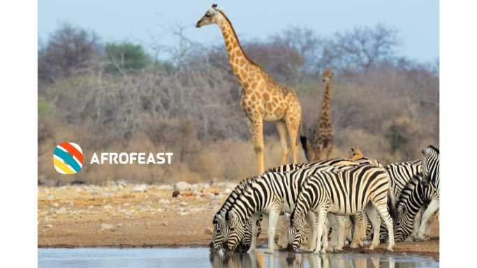 Etosha national park Namibia