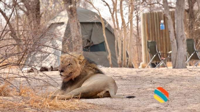 A camp in Kalahari desert