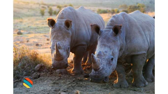 Northern White Rhinos Kenya