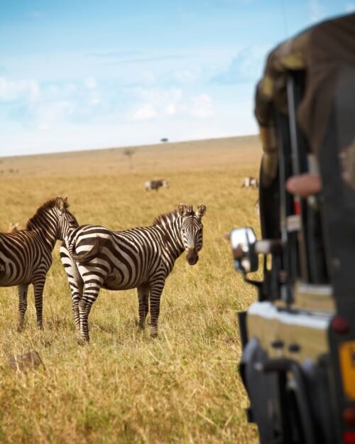 Zebras at a national park