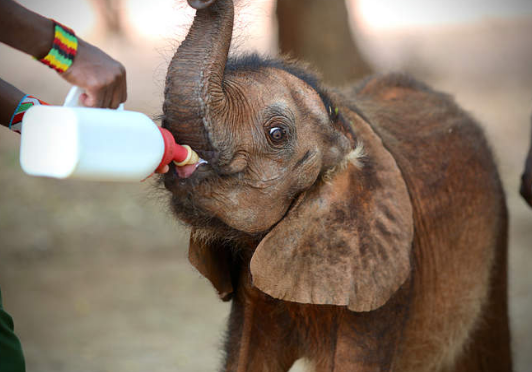 a baby elephant drinking from a bottle