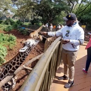 a man feeding giraffes at a zoo