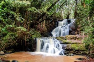 karura forest waterfall 