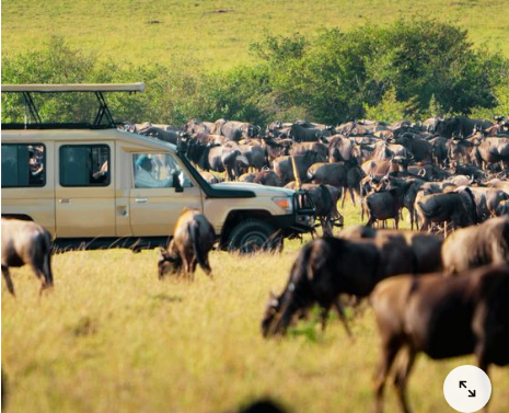 a vehicle with a herd of wildebeest