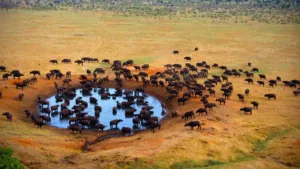 a herd of buffalo drinking water from Meru National Park pond