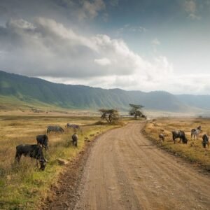 Tanzania Ngorongoro Crater 