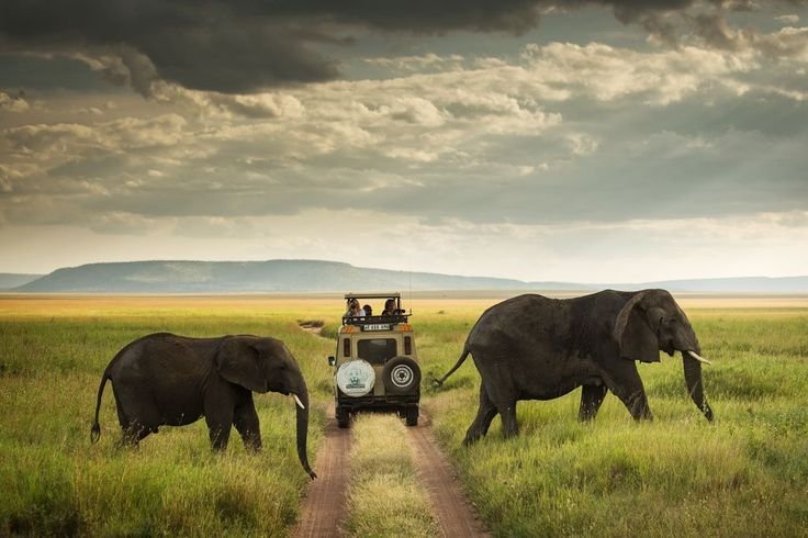 This is what to expect on your African safari Vacations