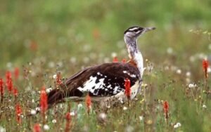 a bird standing in a field of flowers